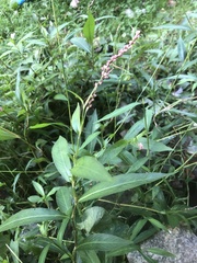 Persicaria glabra