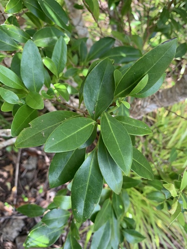 Ligustrum micranthum iNat (2)