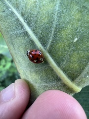 Hesperomyces harmoniae
