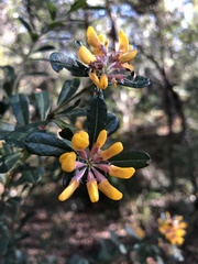 Pultenaea