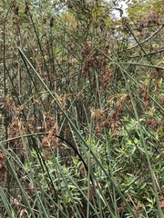 Schoenoplectus californicus