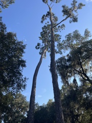 Pinus elliottii
