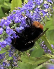 Bombus lapidarius