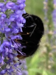 Bombus lapidarius