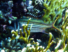 Neoniphon sammara
