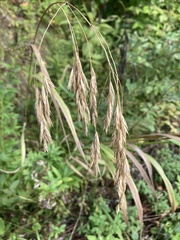 Bromus kalmii