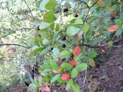 Vaccinium arboreum