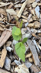 Calystegia silvatica