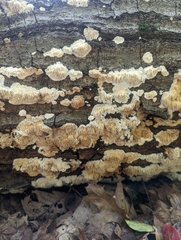 Radulomyces copelandii