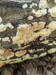 Radulomyces copelandii