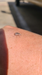 Eudiagogus rosenschoeldi