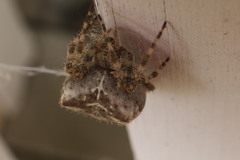 Larinioides patagiatus