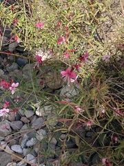 Oenothera suffrutescens