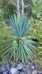 Asparagaceae