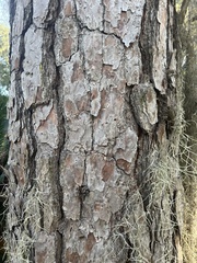 Pinus elliottii