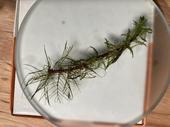 Myriophyllum sibiricum