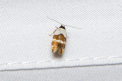 Euphiltra eroticella