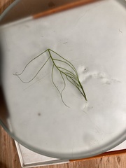 Myriophyllum sibiricum