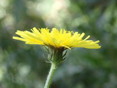 Picris hieracioides