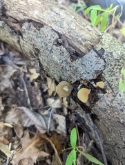 Simocybe centunculus