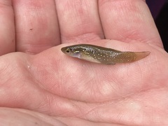 Fundulus chrysotus