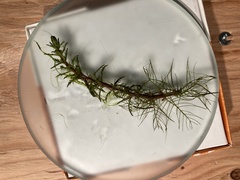 Myriophyllum sibiricum