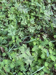 Oxalis latifolia