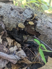 Simocybe centunculus