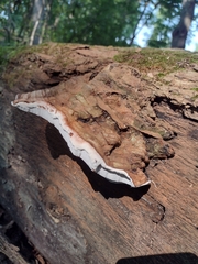 Phellinus igniarius