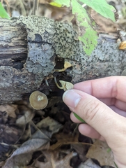 Simocybe centunculus