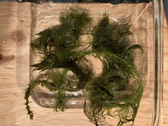Myriophyllum sibiricum