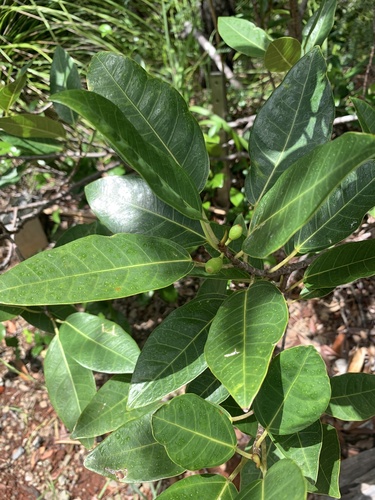 Ficus nishimurae iNat (1)