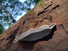 Phellinus igniarius