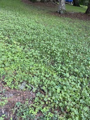 Oxalis latifolia