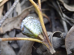 Eucalyptus globulus globulus