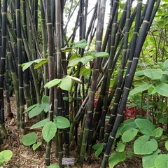 Phyllostachys nigra