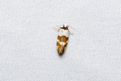 Euphiltra eroticella