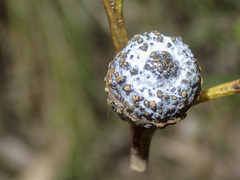 Eucalyptus globulus globulus