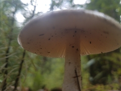 Amanita fulva