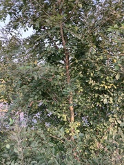 Ulmus pumila