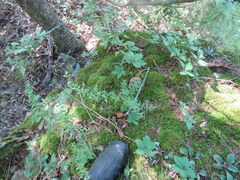 Symphyotrichum oblongifolium