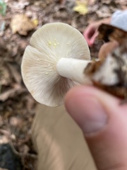 Lactarius chrysorrheus