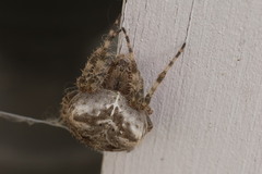 Larinioides patagiatus