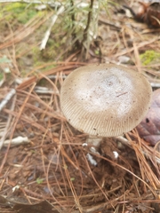 Amanita fulva