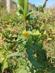 Oenothera