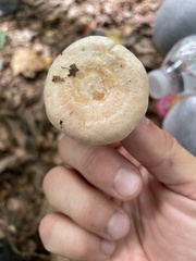 Lactarius chrysorrheus