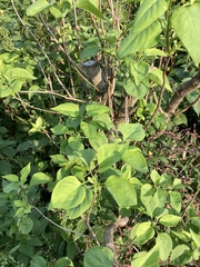 Syringa vulgaris