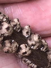 Ceroplastes