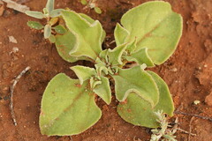 Mesembryanthemum crystallinum