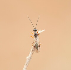 Proctotrupidae